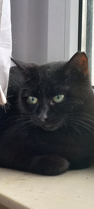 Przepiękna kocica czeka na dom