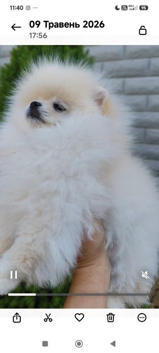 Кремовий красунчик