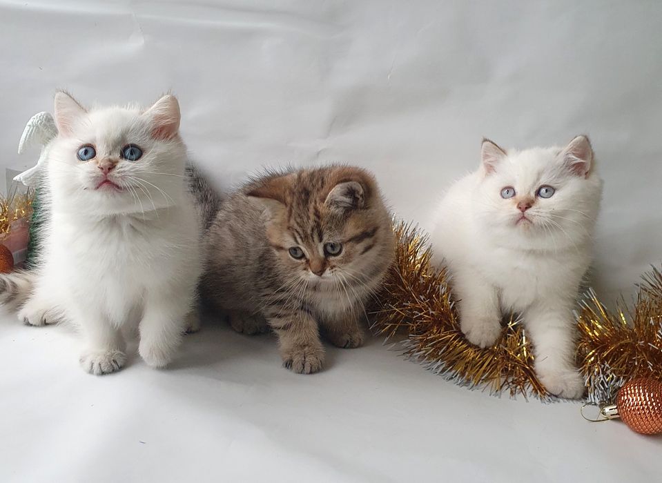 Киев срочно новогодняя скидка маленькие котята словно медвежата клубны