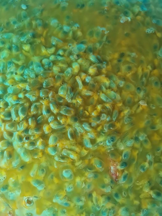 Maracujá roxo e polpa