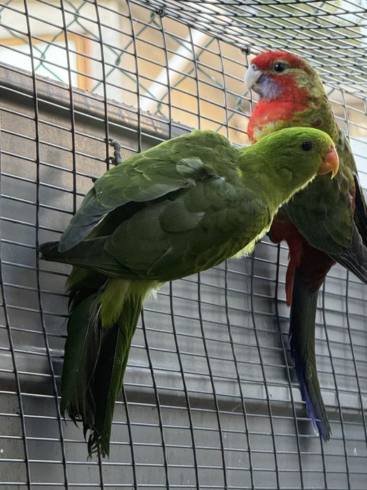 Casal Red Winged 2025