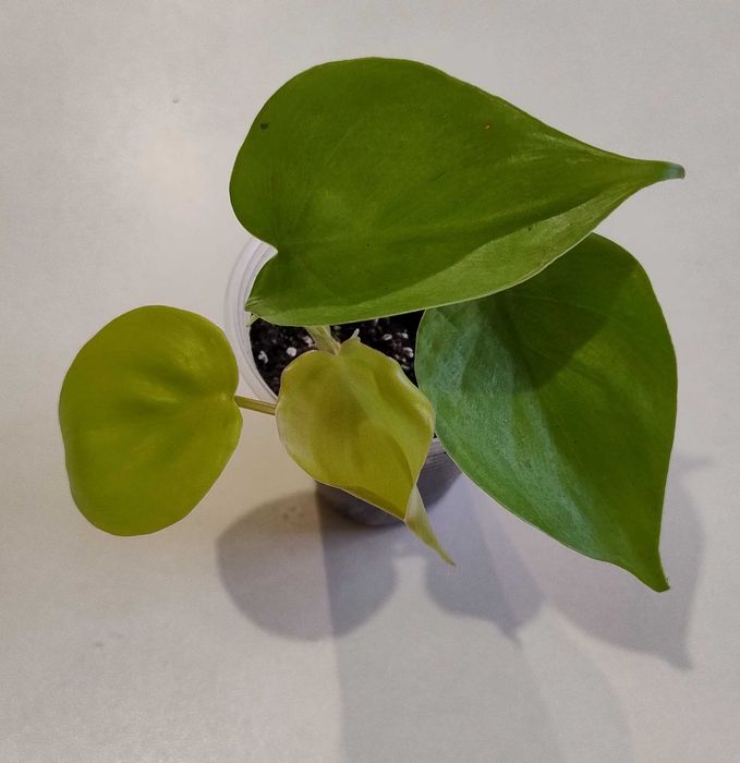 Филодендрон Бразилия, Филодендрон Лемон Лайм