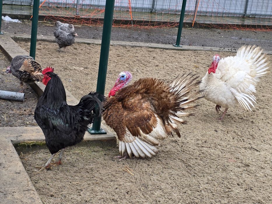 Vendo perus machos e fêmeas