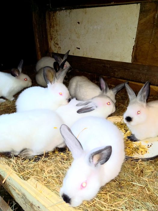 Kroliki termuckie i kalifornijskie
