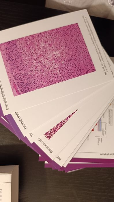 Fiszki Sobotta histologia do samodzielnej nauki powtórki