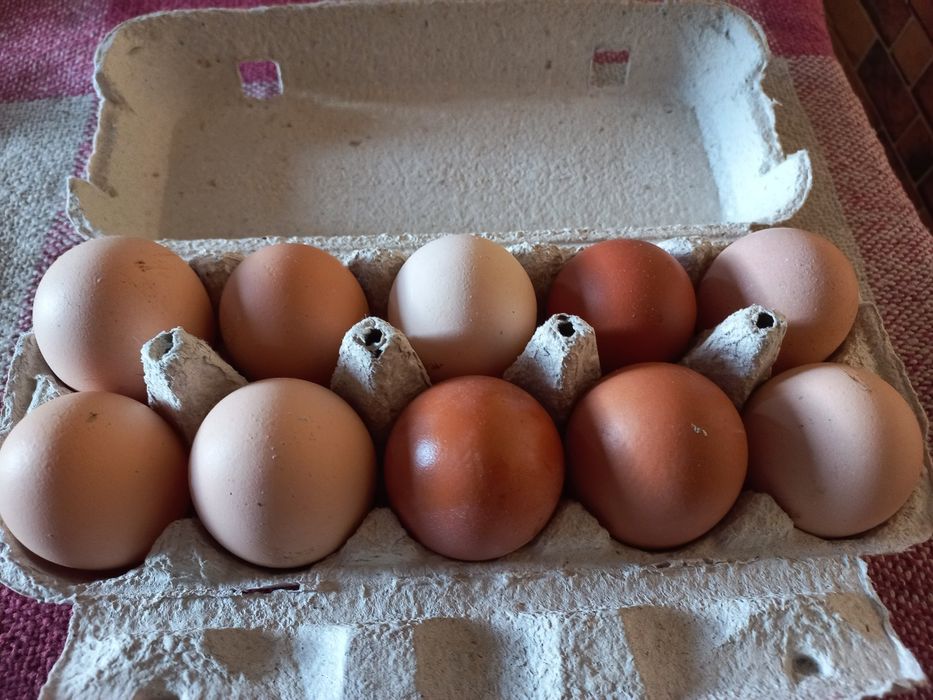 Курячі домашні яйця