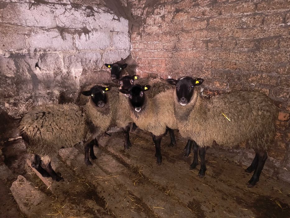 Вівці. Романівські овечки, ярки, барани.