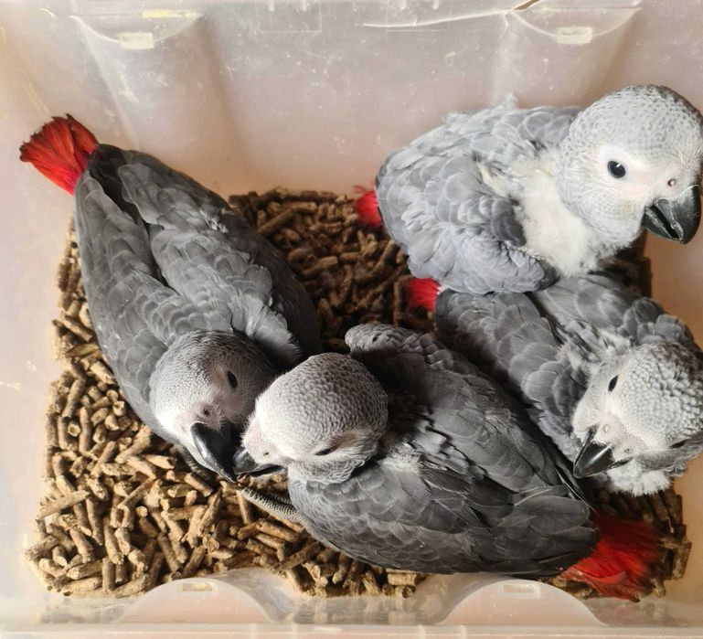 Papagaios Cinzentos de Cauda Vermelha