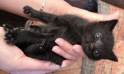 Віддам котенят в добрі руки безкоштовно