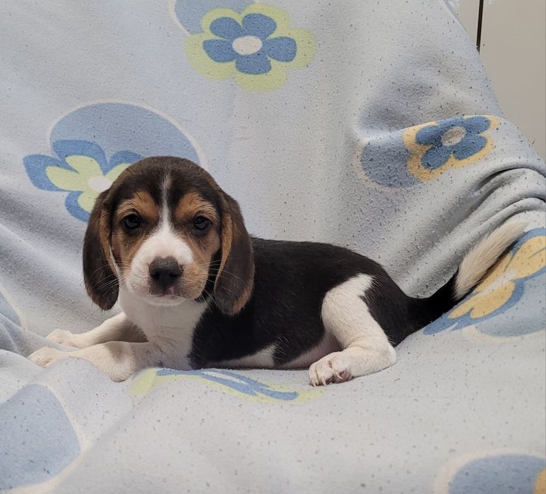 Beagle tricolor femea