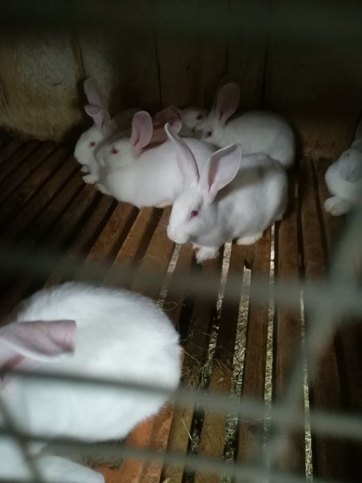 Кролі термонці різного віку. Провакциновані від двох хворіб.