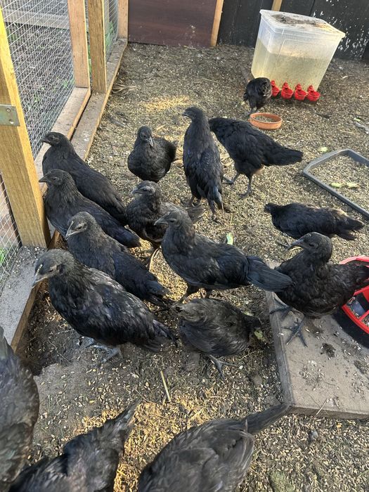 Ayam Cemani Kurki i Parki