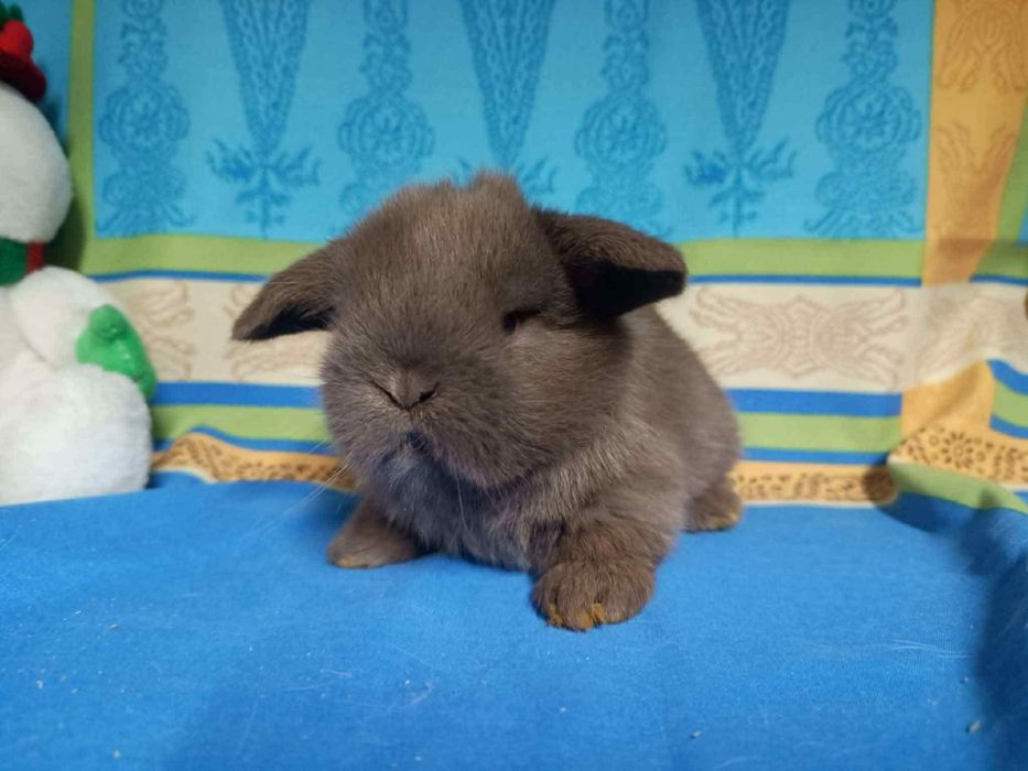 Sprzedam króliczki mini loop mini lop niebieskookie białe puchate