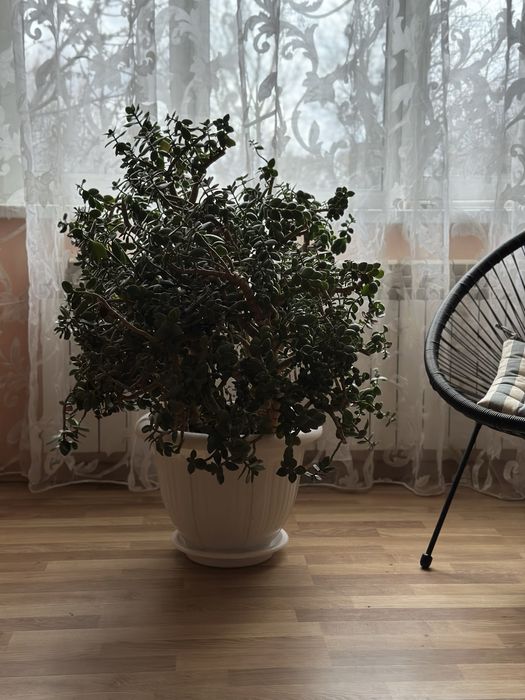 Грошове дерево(товстянка,красула), висота 70 см