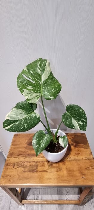 Monstera thai constelation