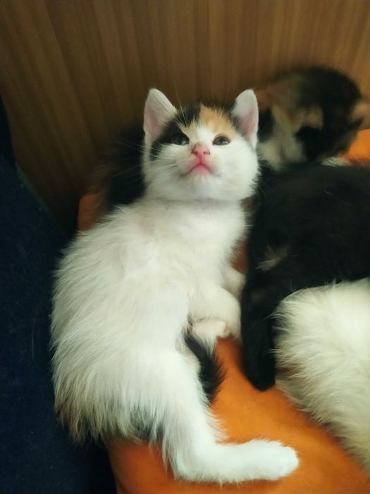 Віддам кошенят безкоштовно