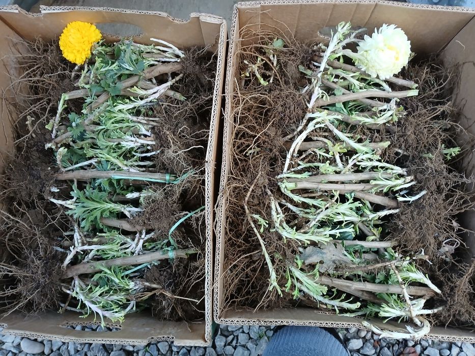 Маточники одноголової  хризантеми