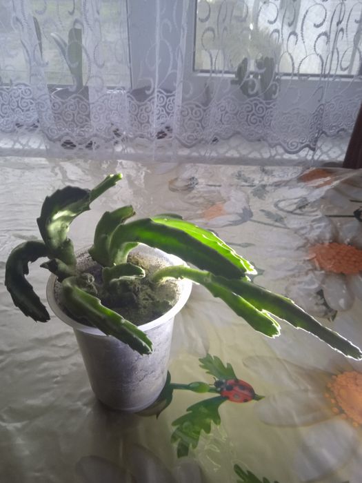 Стапелія.Вкорінені рослини.