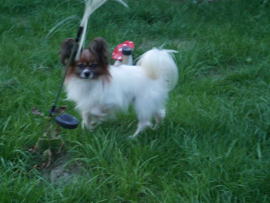 Papillon -piesek