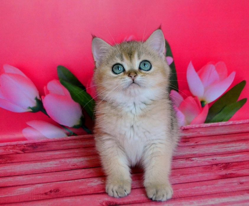 Ваше счастье,  золотые шиншиллы,  котята