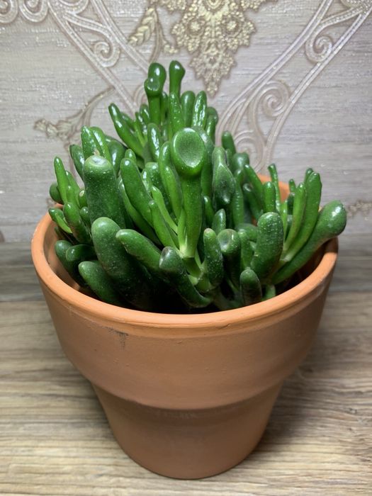 Красула Хоббіт /  Hobbit