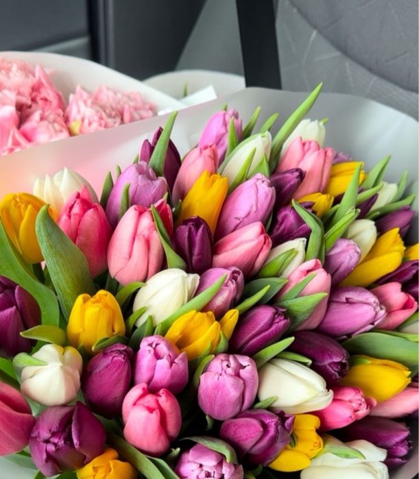 Цибулини тюльпанів на кг