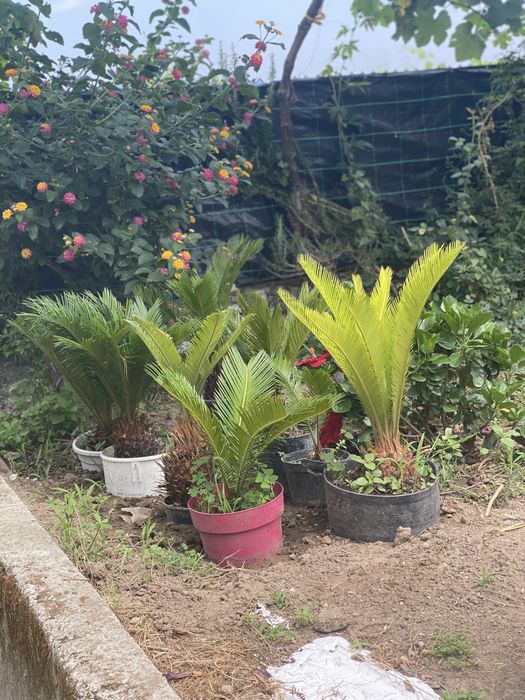 Sicas- sica - sicas - sica