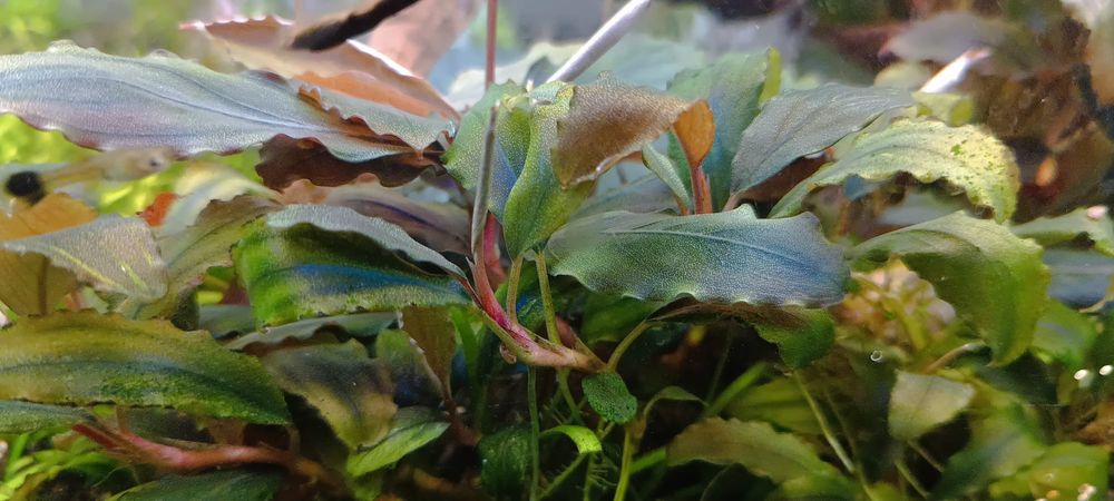 Bucephalandra Shine Blue, przepiękna, kwitnąca, zdrowa