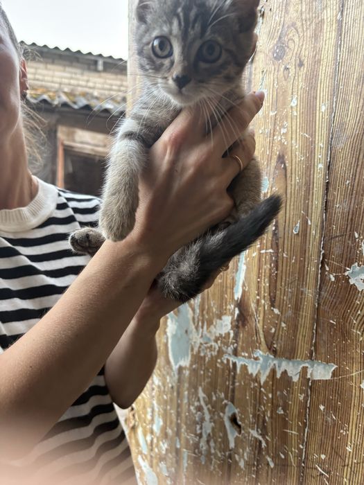 Коти  безкоштовно