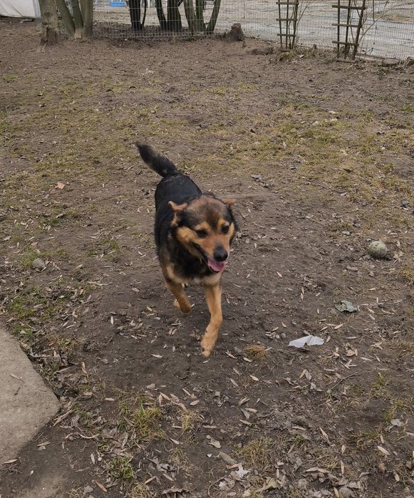 Wesoły Archi do adopcji!!! Pieski dowozimy!!!