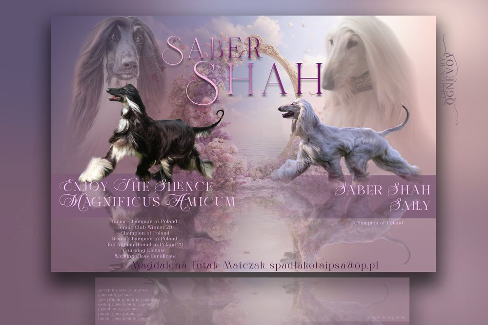 Chart afgański samiec