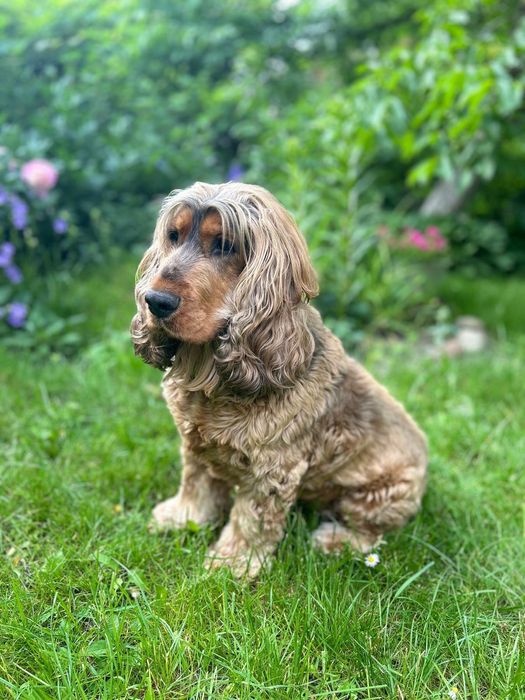 Cocker spaniel szuka domu