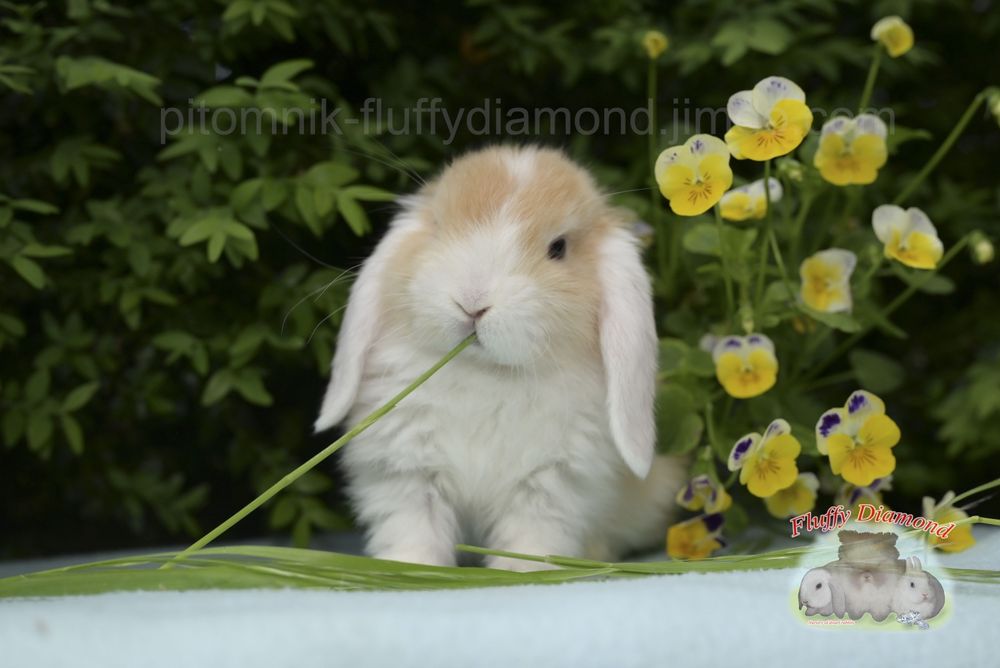 Висловухі кролики з розплідника "Fluffy Diamond" Карликові NHD