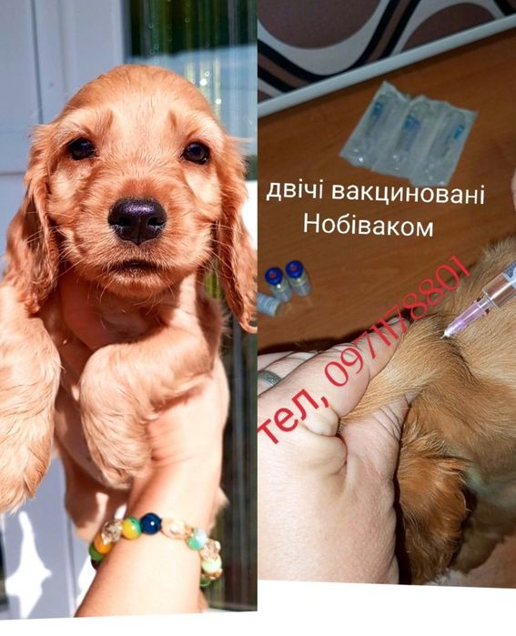 Пакунок мрій англійські кокер-спанієлі