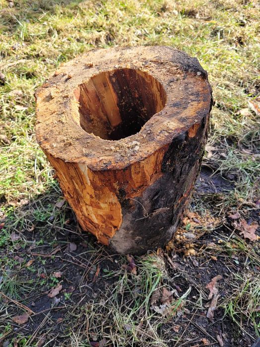 Wydrążony pień kasztan projekt