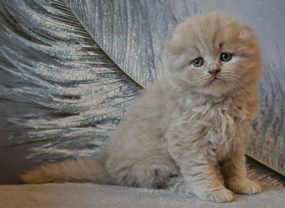 Ласковый мурчун шотландский.