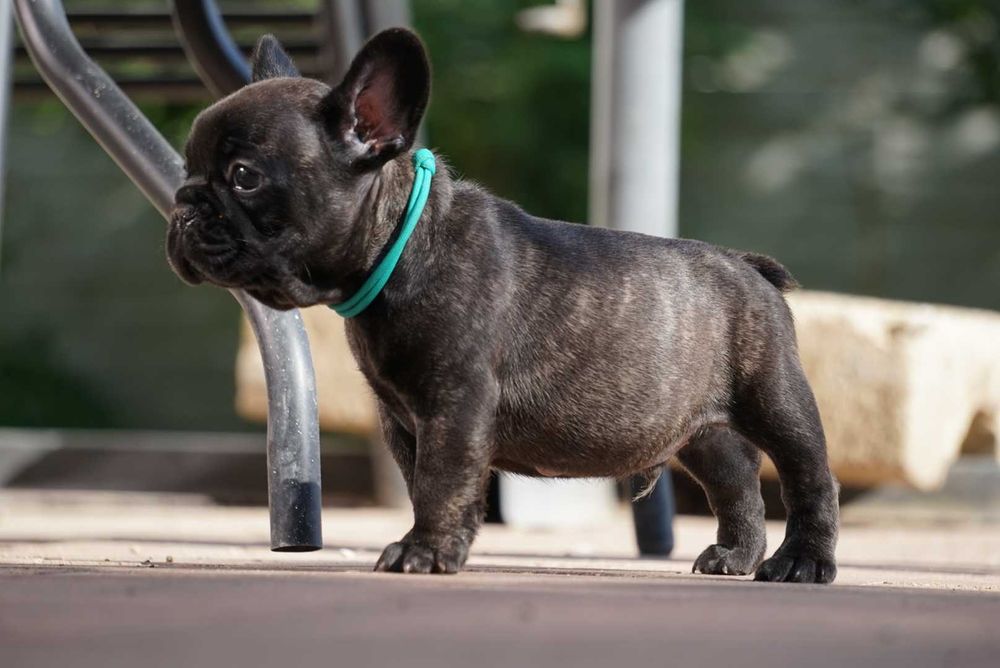 Buldog francuski ZKwP