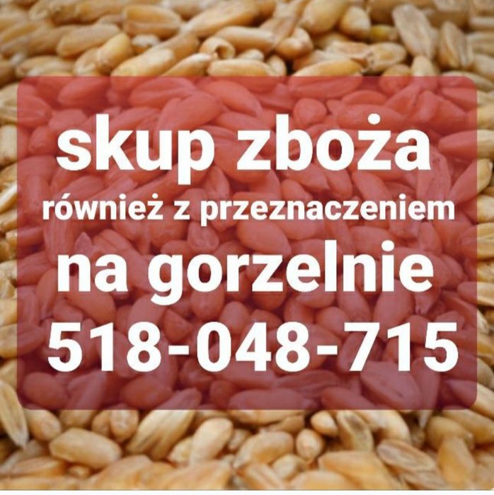 Zboże pszenżyto jęczmień mieszanki pszenica żyto owies