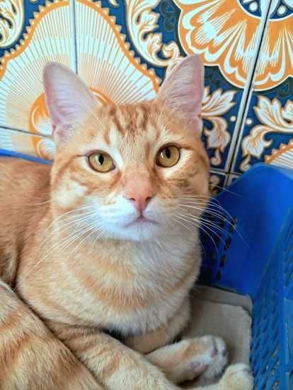 CASTRADO ! Macho juvenil disponível para adoção responsável