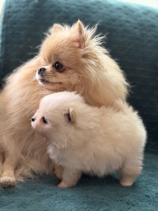 Maleńki miś szpic pomeranian FCI (rodowód) wystawowy