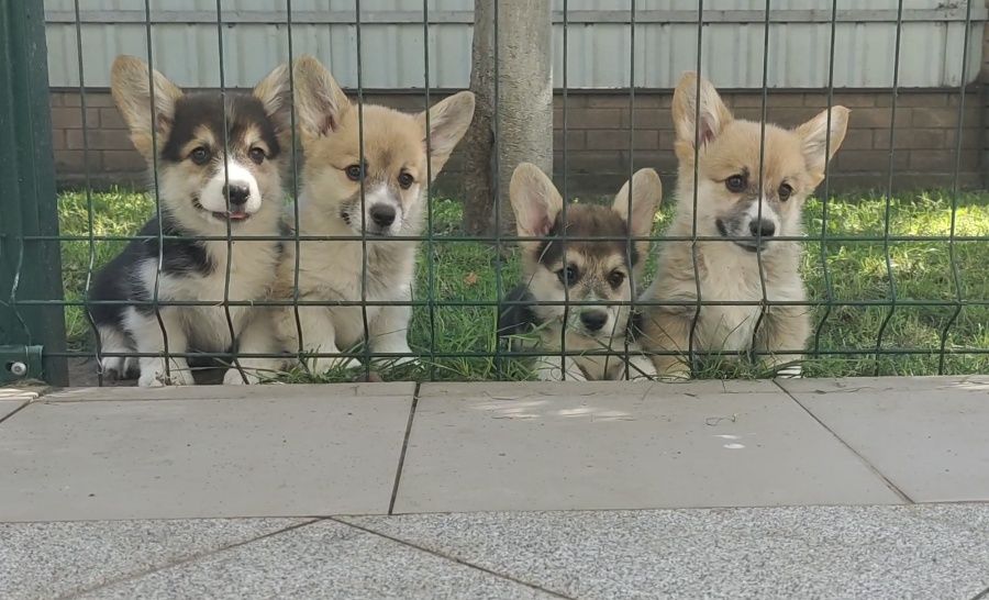 Щенки корги. Мальчики и девочки.