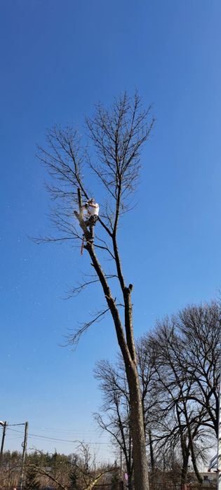 Wycinki podcinki pielęgnacje usługi wysokościowe. Lata doświadczenia.
