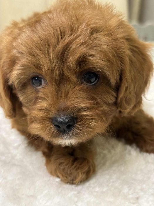 Cudowny chlopiec Cavapoo