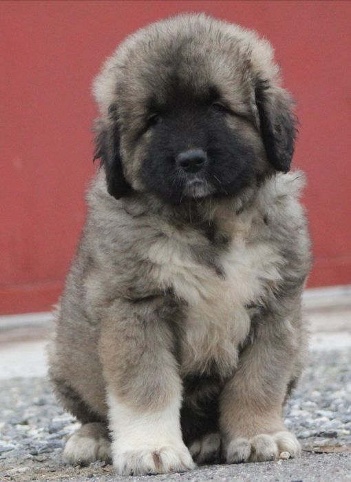 Кобели с интересной родословной