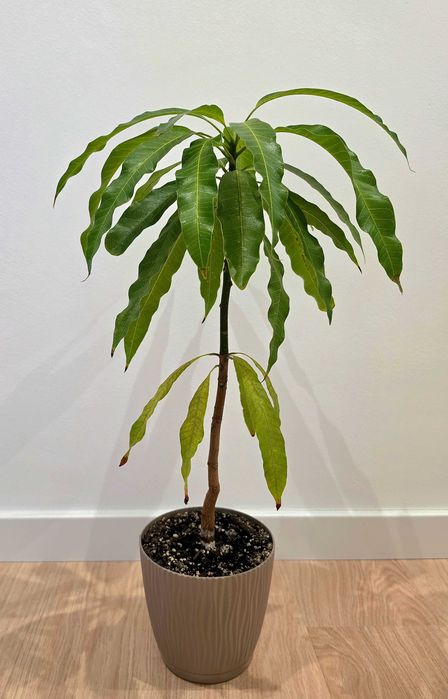 Drzewko mango 4-letnie z Wysp Kanaryjskich 47cm