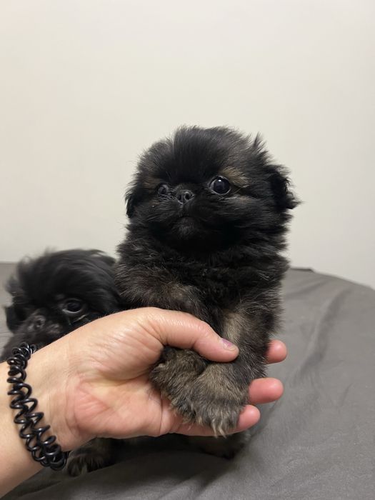 Маленькі Песики пекінеси