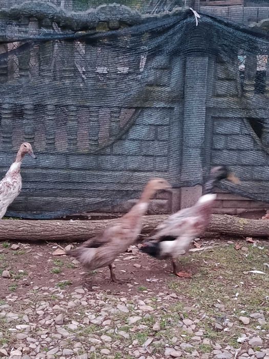 Качка індійський бігун