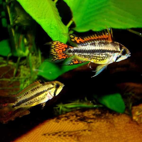 Pielęgnica pielęgniczki Kakadu