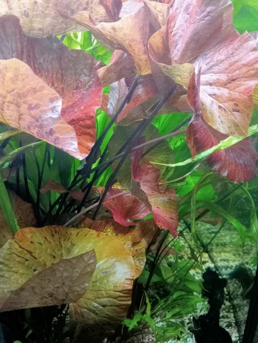 Нимфея тигровая красная. Растение. 460 грн