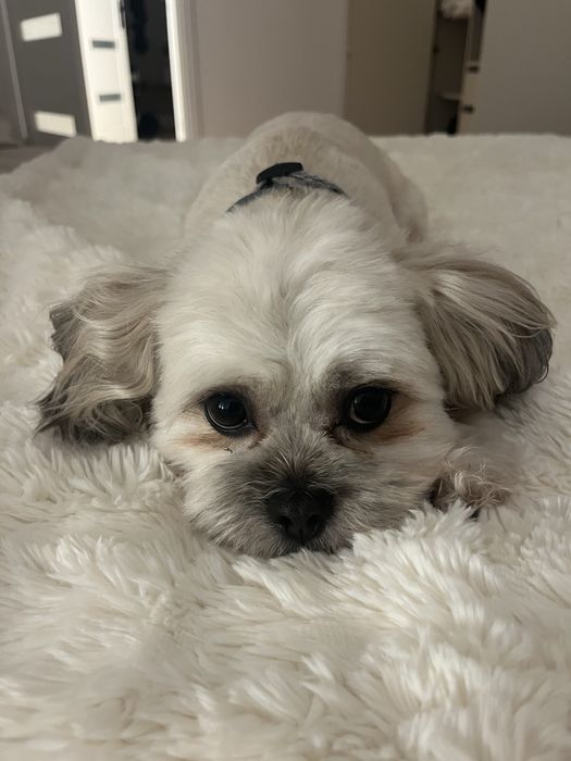 Suczka w typie shih tzu